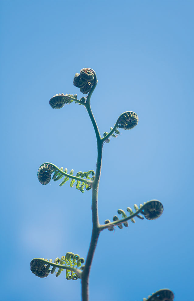 a close up of a plant