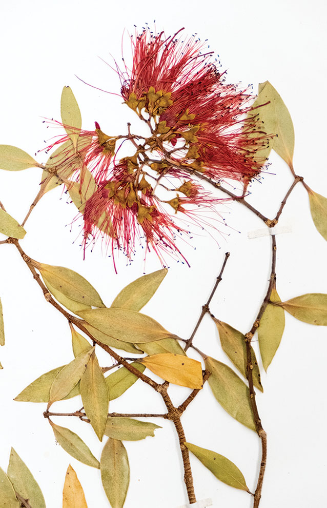 thin and delicate plant with small green leaves and needle like red flower buds.