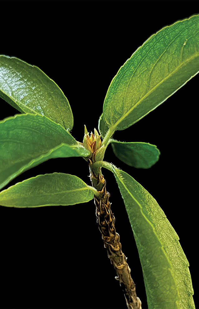 high resolution close up of green leafed stem and bud against a black background.
