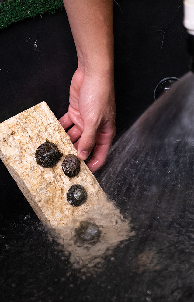 hand holds onto a wooden plank topped with 4 shells emerging from water. 