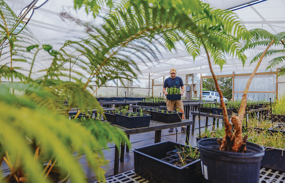 a person holding a tray of plants in a greenhouse