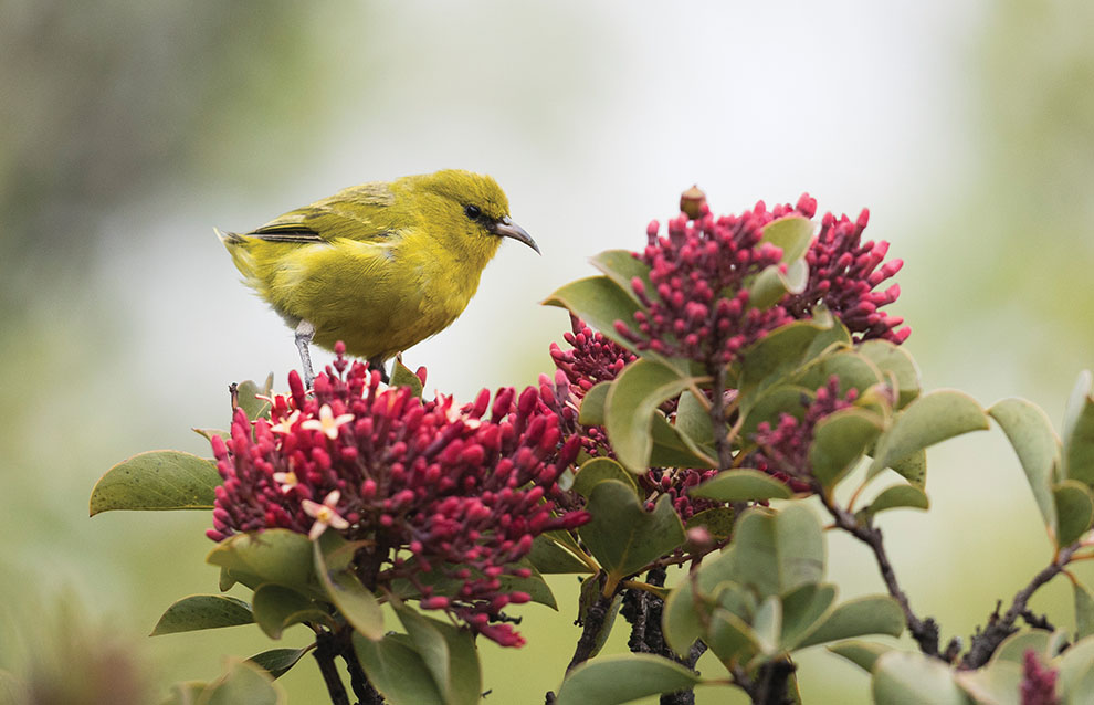 a bird on a flower