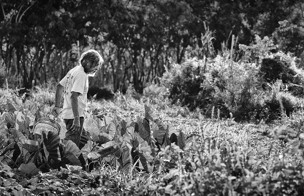 a person standing in a field of plants