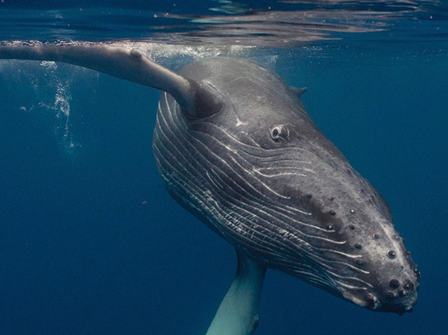 humpback whale