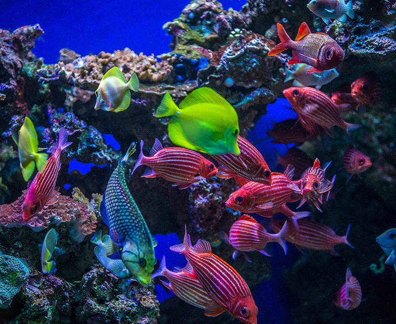 Save Coral Reefs Hawaiian Airlines Raw Elements