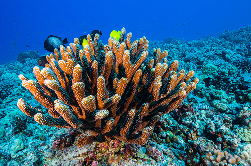 Save Coral Reefs