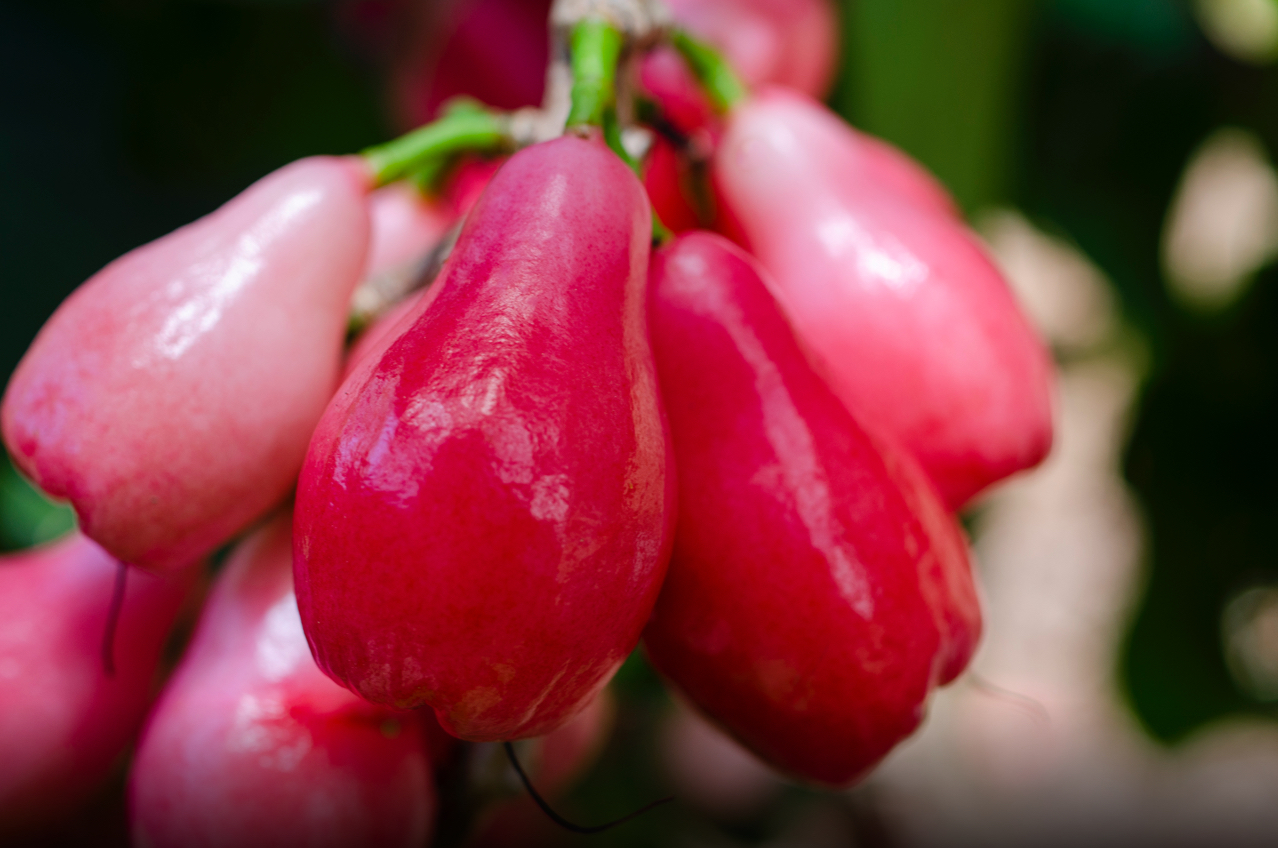 Get a Taste of Hawaii’s Exotic Fruit Hawaiian Airlines